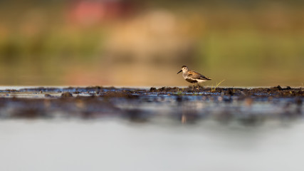 Dunlin