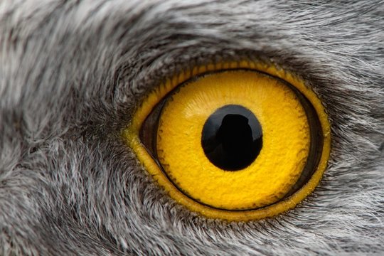 eagle eye close-up, macro photo, eye of the male Northern Harrier