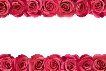 Pink roses arranged in two lines. White background.