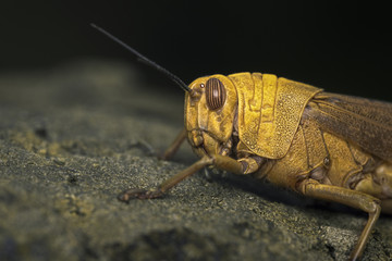 Cavalletta della famiglia degli Acrididae
