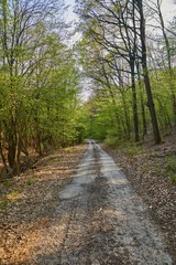 Fototapeta na wymiar Forest walking route