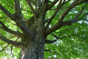 Fototapeta na wymiar Low angle view of green tree trunk and branches