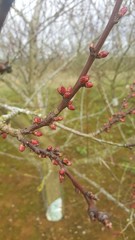 Apricot blossom buds