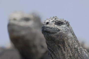 Galapagos Marine iguana (Amblyrhynchus cristatus), Punta Moreno, Isabela, Galapagos Islands