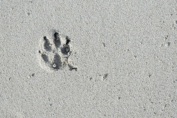 家族はいつも一緒、犬の成長の記録