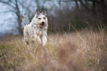 Berger picard dog in winter the field