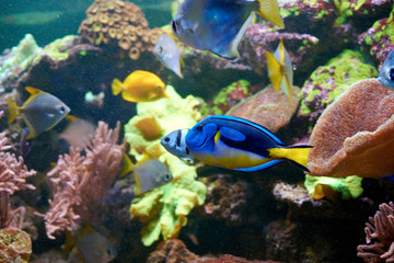Fototapeta na wymiar Blue and yellow Paracanthurus hepatus in aquarium