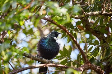 Tui bird in the trees