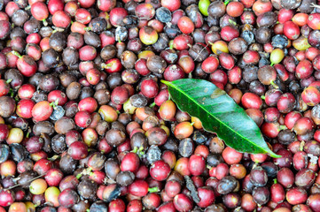 Fresh coffree from the garden