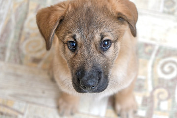 funny puppy Golden Retriever