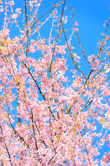 Blossom sakura flower  in spring