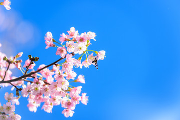 Blossom sakura flower  in spring
