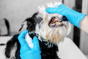 doctor examines a dog's teeth, dog tartar, dental disease in a dog, veterinarian's hands, latex gloves, oral hygiene of dog, spray for cleaning teeth of a dog, sick dog, close-up of the problem
