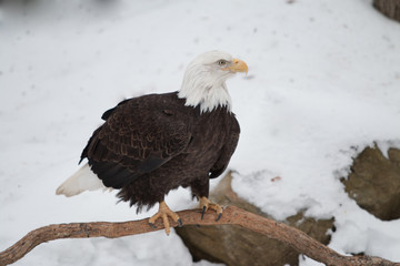 Bald eagle resting on branch in snowy scene in winter