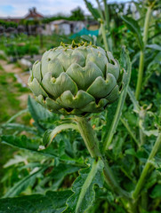 Obraz premium Globe Artichoke close-up, shot taken on an allotment.