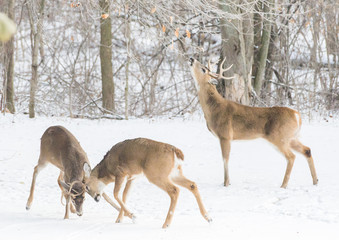 Whitetail