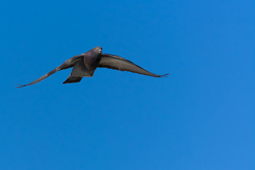 A Pigeon Spreading Its Wings in a Swift Descent