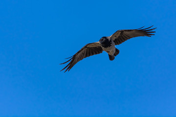 A Crow Descending on its Prey