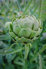 Obraz premium Close up of single globe artichoke vegetable growing naturally.