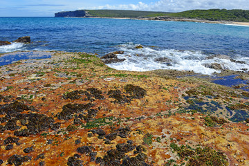 Vibrant colors of aquatic life in rock pools and the tidal zone of rocky coastline beach in Australia