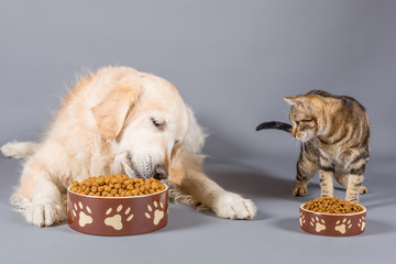 Dog and cat eating