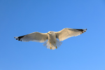 closeup of a flying seagull (laridae)