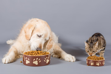 Dog and cat eating - 188101345