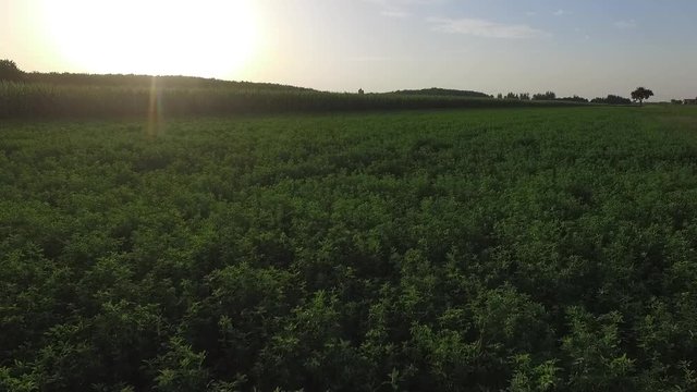Vista dall'alto campagna rurale estate