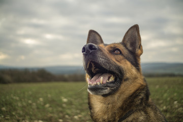Deutscher Schäferhund im Frühjahr