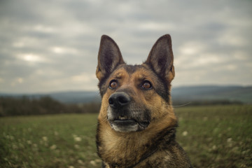 Deutscher Schäferhund im Frühjahr