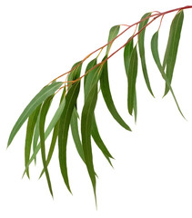 fresh eucalyptus leaves isolated on white