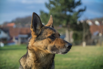 Deutscher Schäferhund im Frühjahr