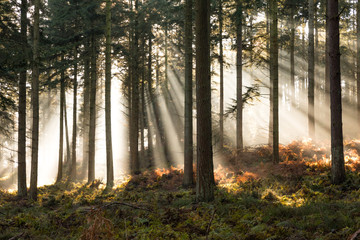 Sun through mist in forest