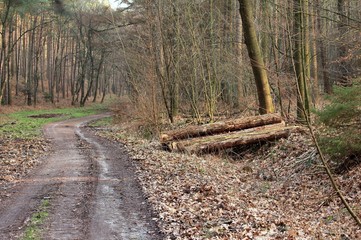 unendlicher Weg durch den Wald