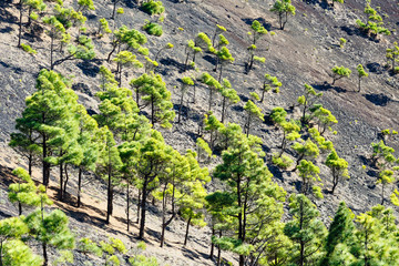 Kanarische Kiefern - Pinus canariensis - im Vulkan San Antonio in La Palma © Dieter Meyer