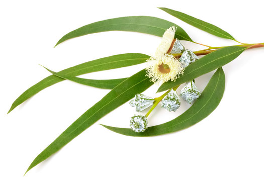 fresh eucalyptus leaves and flowers isolated on white