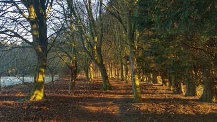 Sunlight through trees at dusk