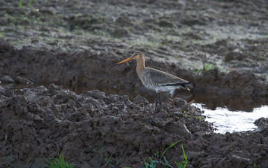 Black-tailed godwit (Limosa limosa) on the ground