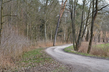 Fototapeta na wymiar droga przez las