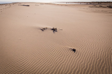 driftwood and sand on a wild beach