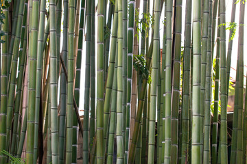 Bamboo, background. Trunk of bamboo trees