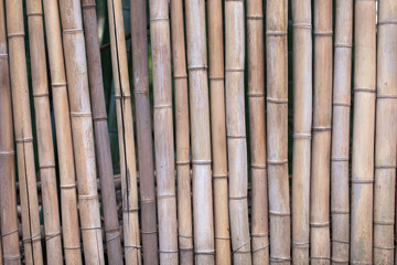Bamboo, background. Trunk of bamboo trees