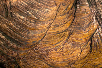 Wood texture. Wood cut, background