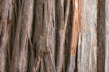 Texture of the bark of a tree. Tree bark, background