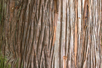 Texture of the bark of a tree. Tree bark, background