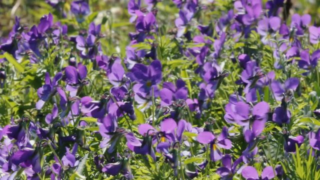 Marine violet strikes an unusual blue
