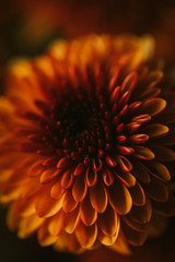 Orange flower petals macro close up