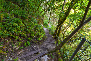 Fenced walkway in the forest, along the cliff with a small metal fence with a chain. Yew and Boxwood Grove, Adler, Sochi, Russia.