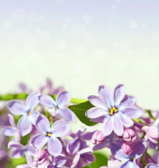 Obraz na płótnie Canvas Abstrackt background with with lilacs for greetings Happy Valentine or wedding in pastel colors with effect bokeh and sparkles (March 8, February 14, Easter).