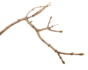 dry lilac branch isolated on white background